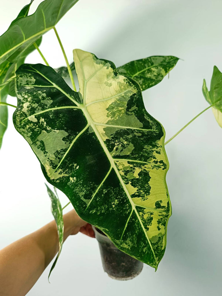 Alocasia micholitziana frydek variegata large