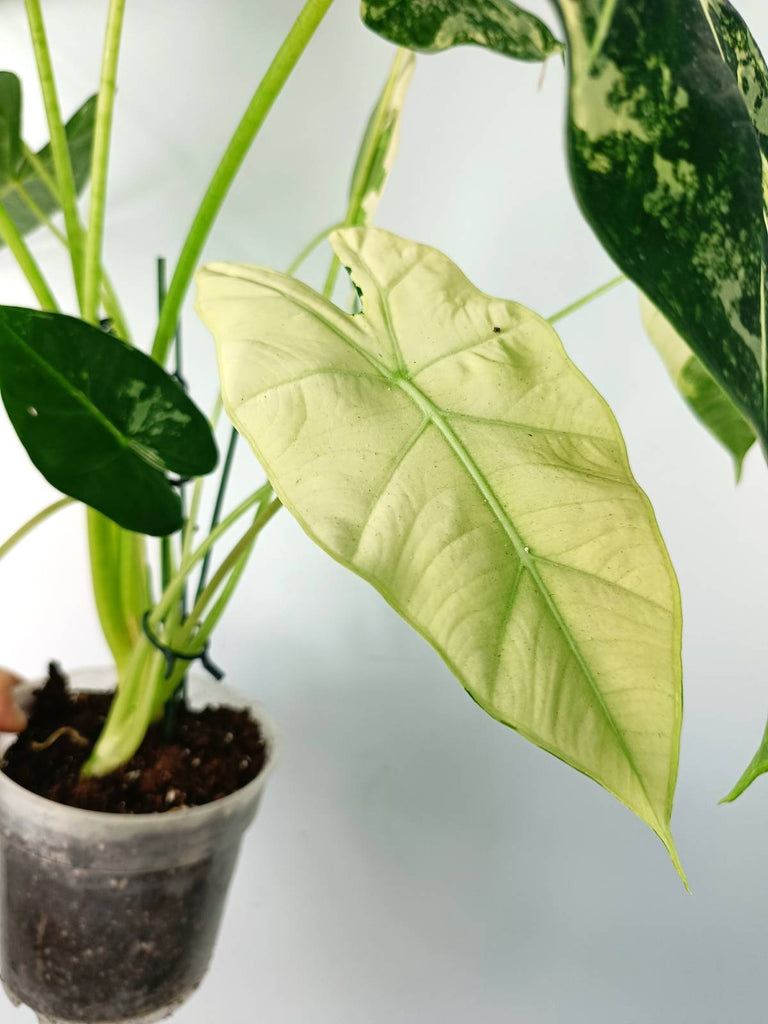 Alocasia micholitziana frydek variegata large