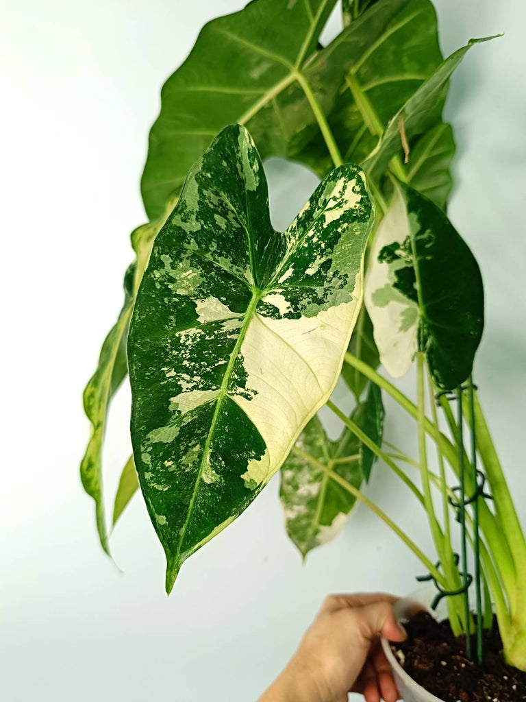 Alocasia micholitziana frydek variegata large