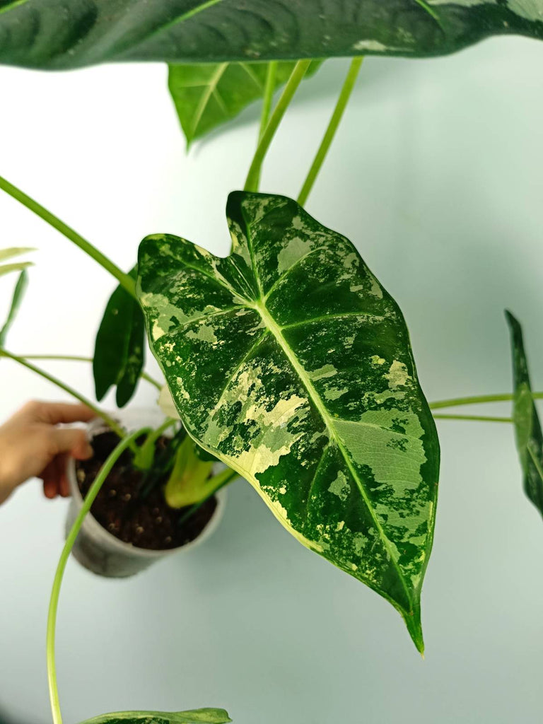 Alocasia micholitziana frydek variegata large