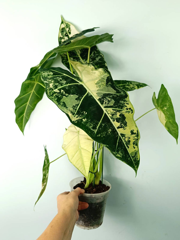 Alocasia micholitziana frydek variegata large