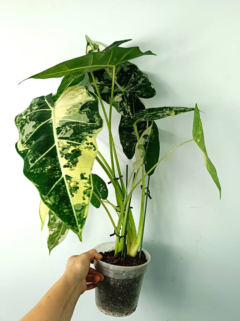 Alocasia micholitziana frydek variegata large