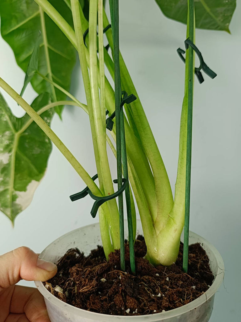 Alocasia micholitziana frydek variegata large