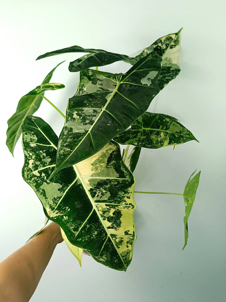 Alocasia micholitziana frydek variegata large