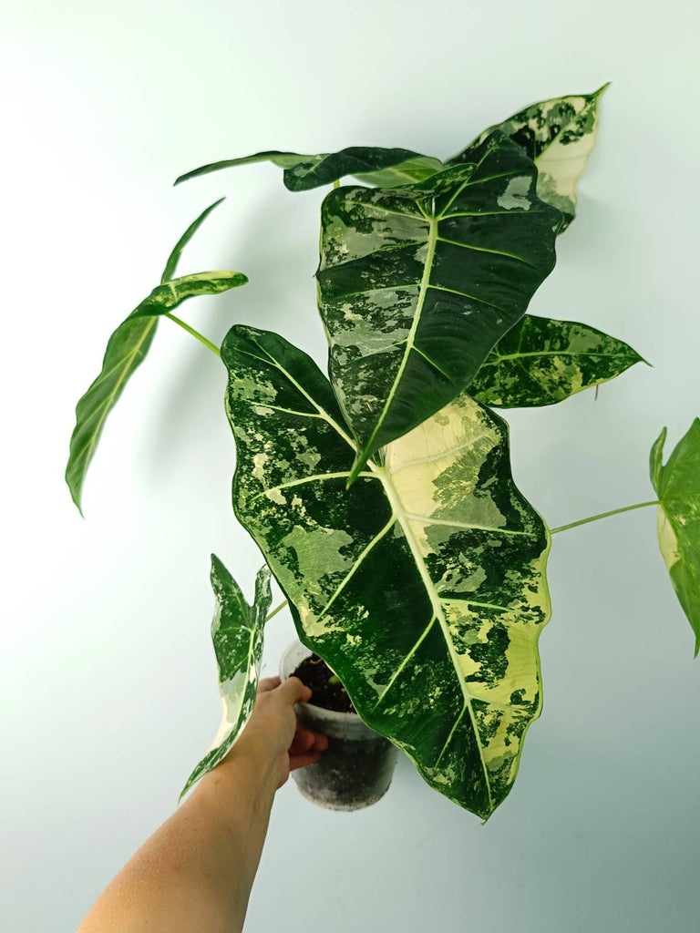 Alocasia micholitziana frydek variegata large