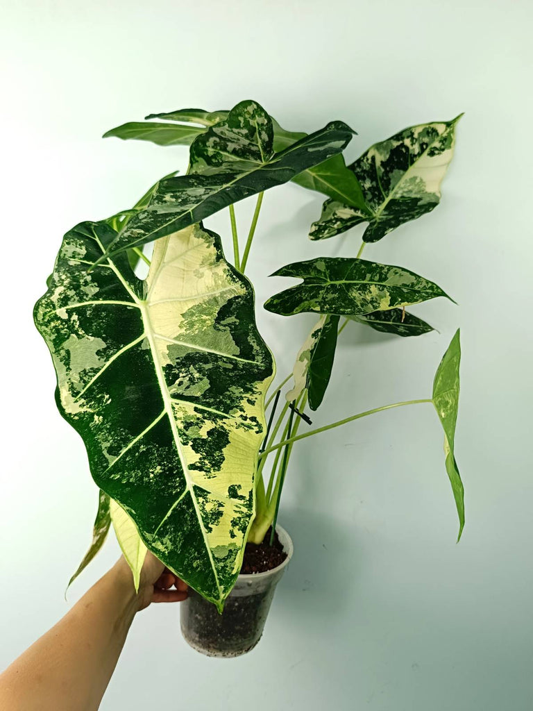 Alocasia micholitziana frydek variegata large