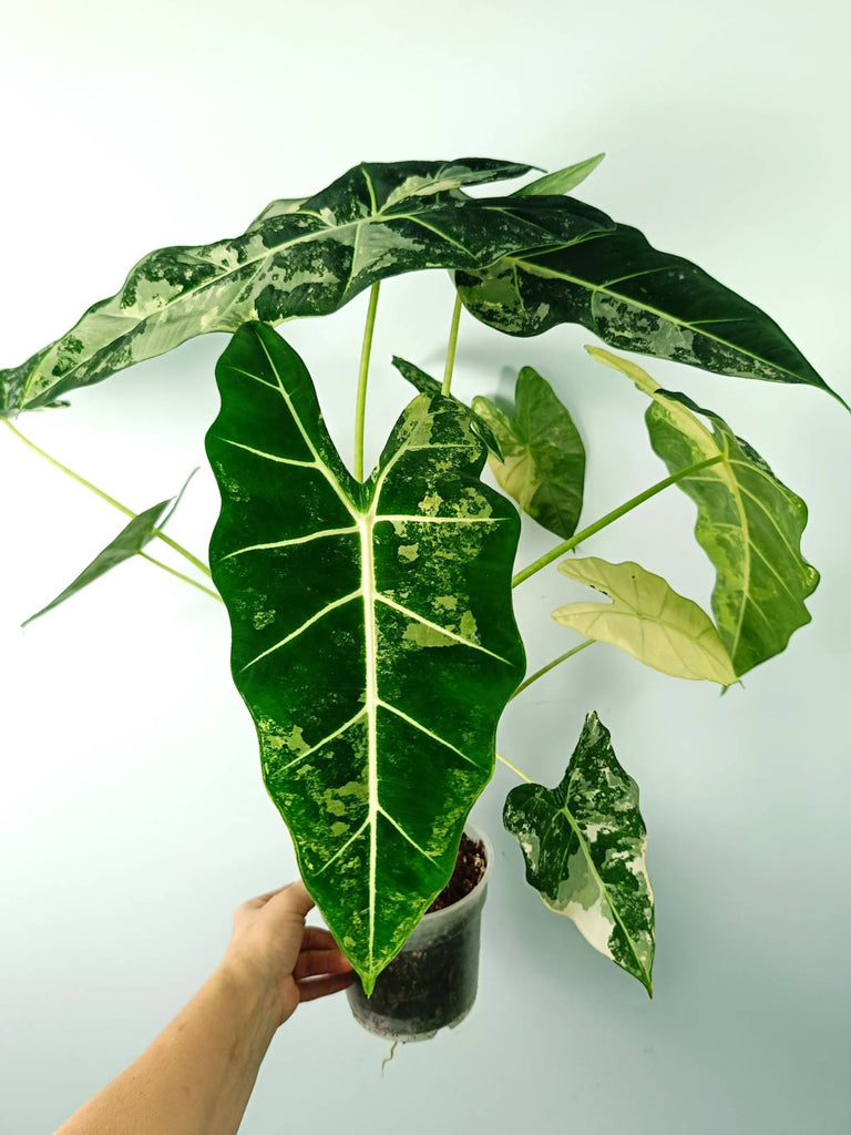 Alocasia micholitziana frydek variegata large