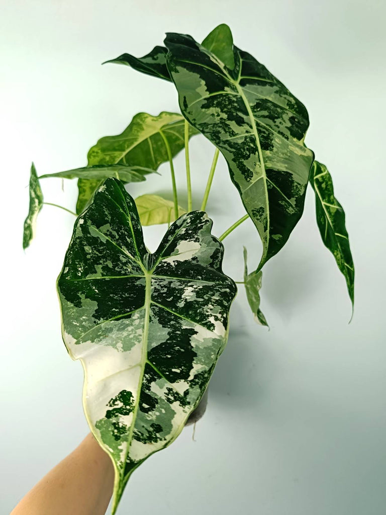 Alocasia micholitziana frydek variegata large