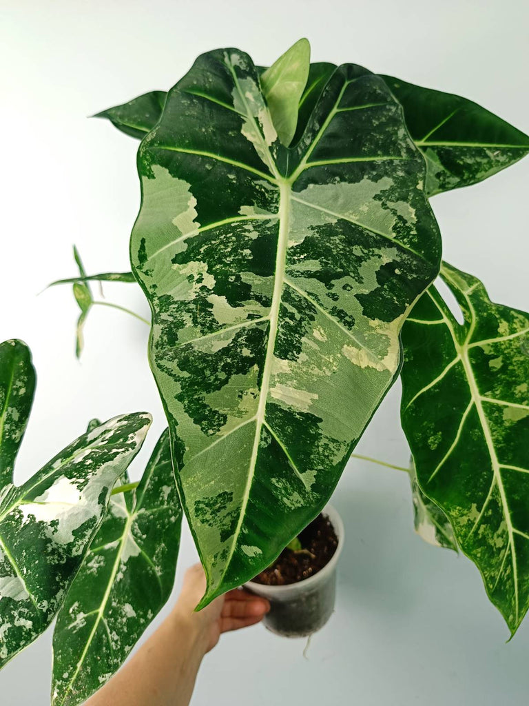 Alocasia micholitziana frydek variegata large