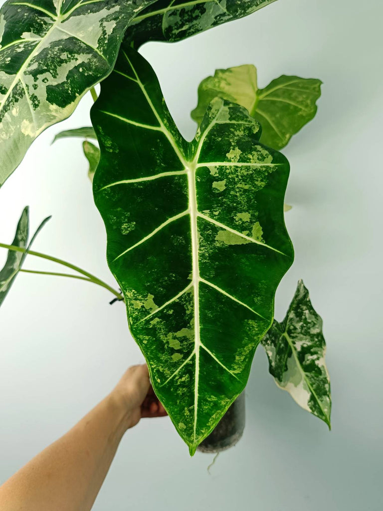 Alocasia micholitziana frydek variegata large