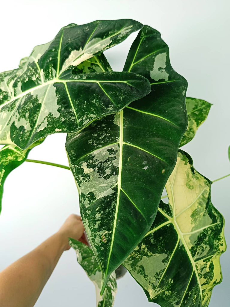 Alocasia micholitziana frydek variegata large