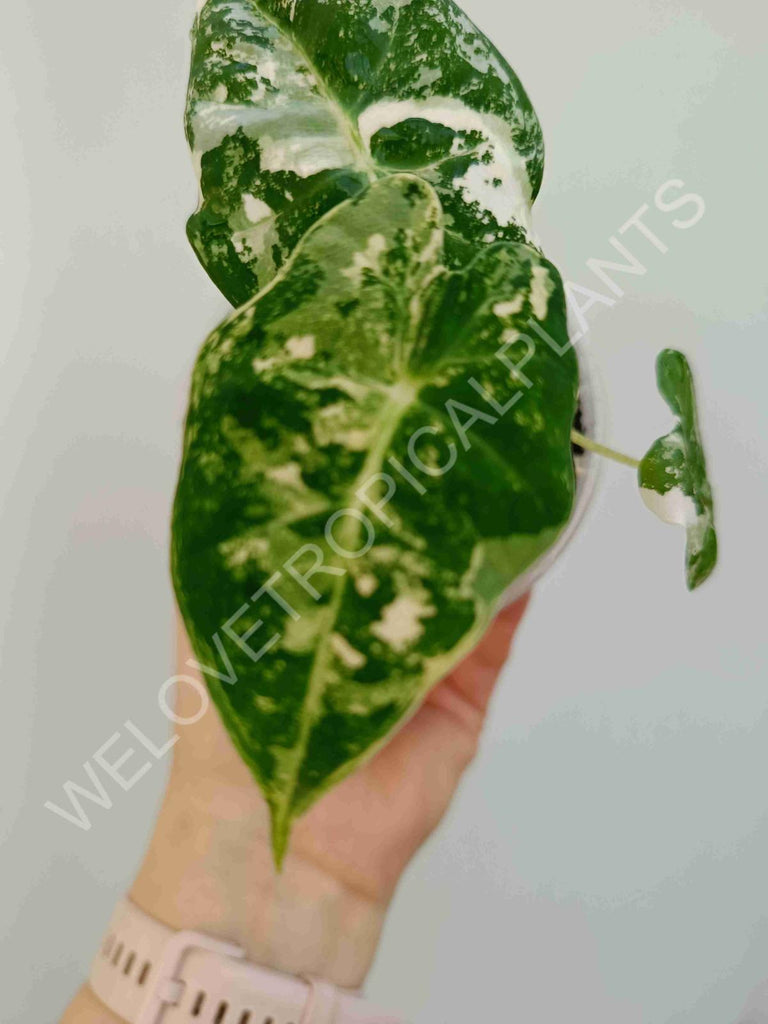 Alocasia micholitziana frydek variegated