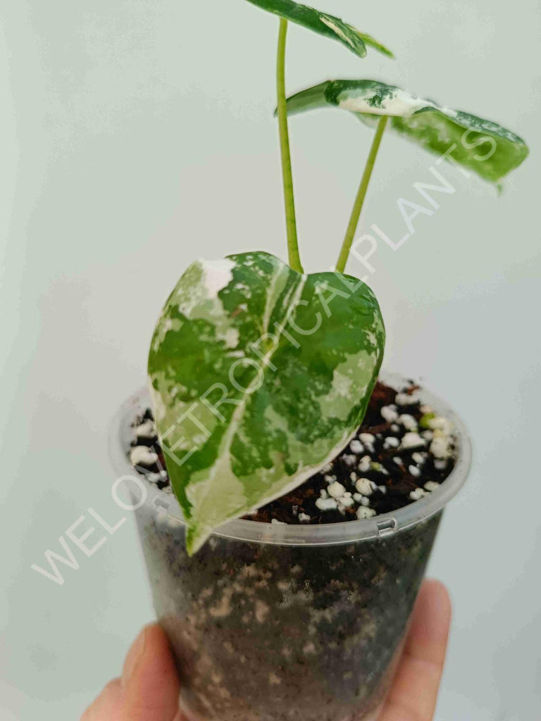 Alocasia micholitziana frydek variegated