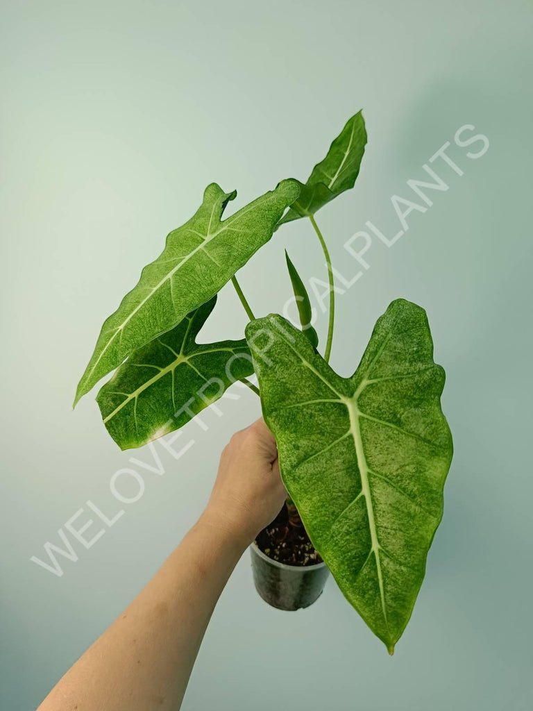 Alocasia micholitziana frydek variegata mint