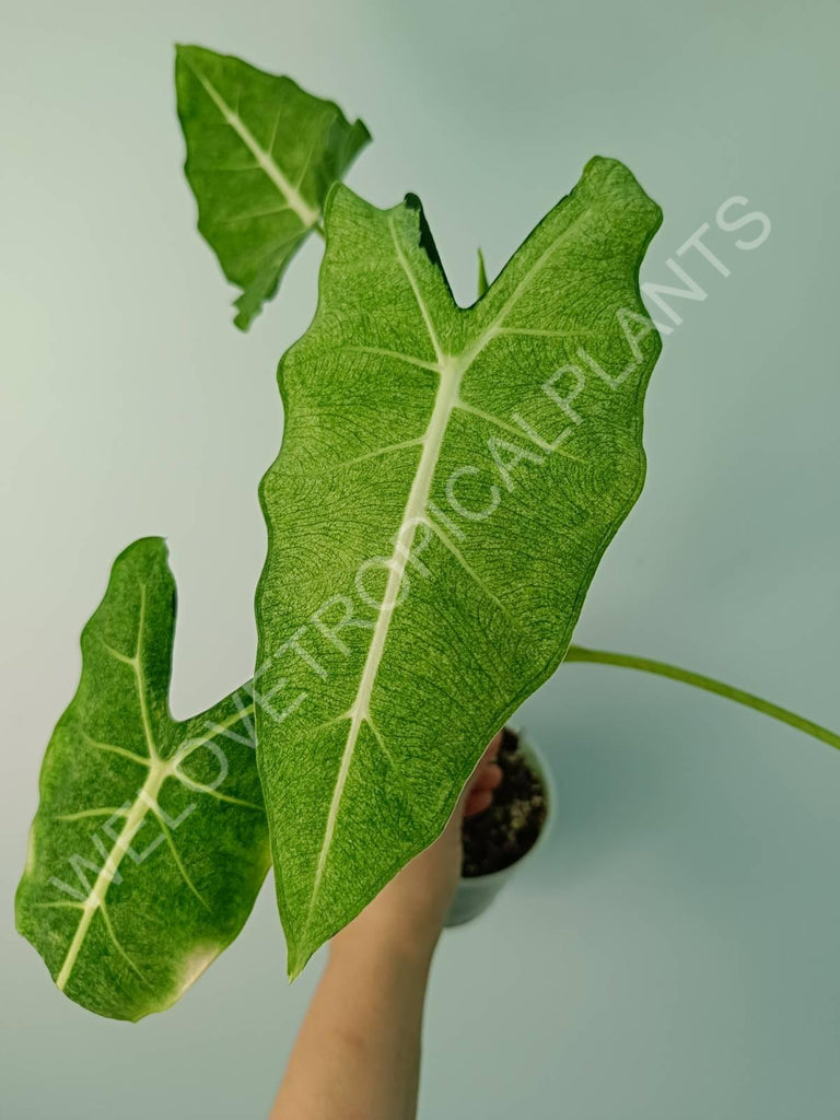 Alocasia micholitziana frydek variegata mint