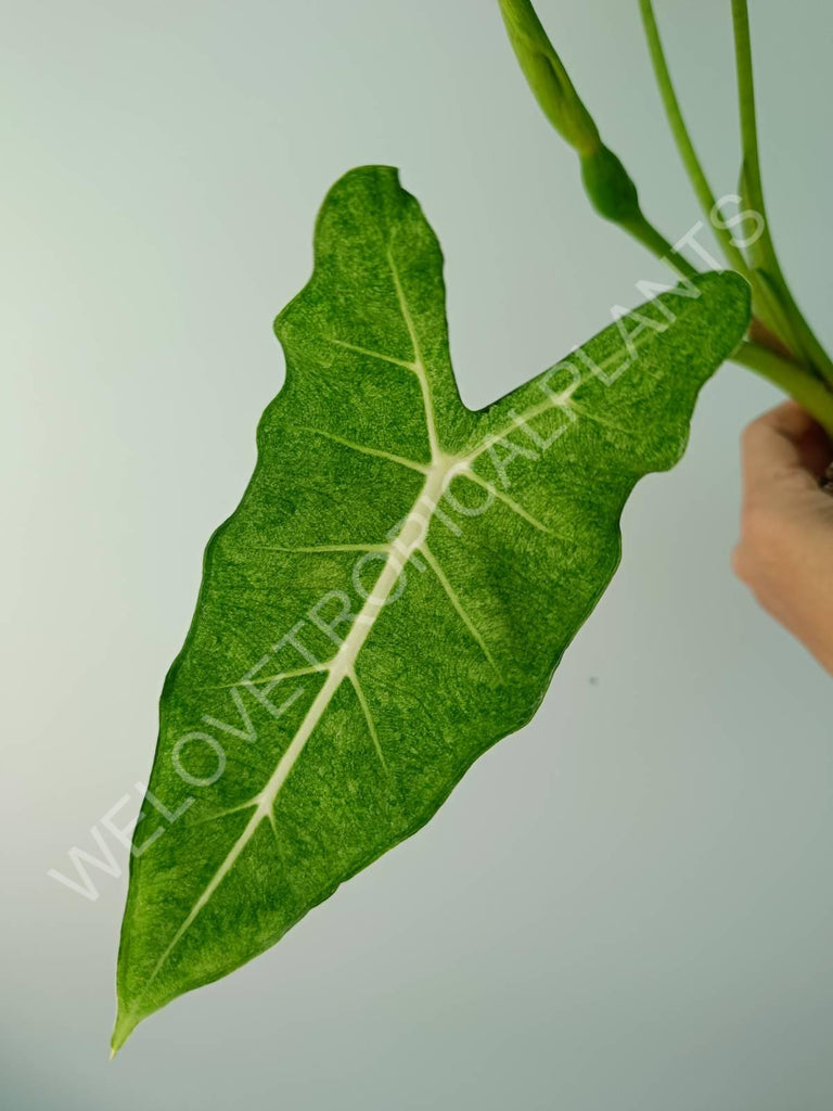 Alocasia micholitziana frydek variegata mint