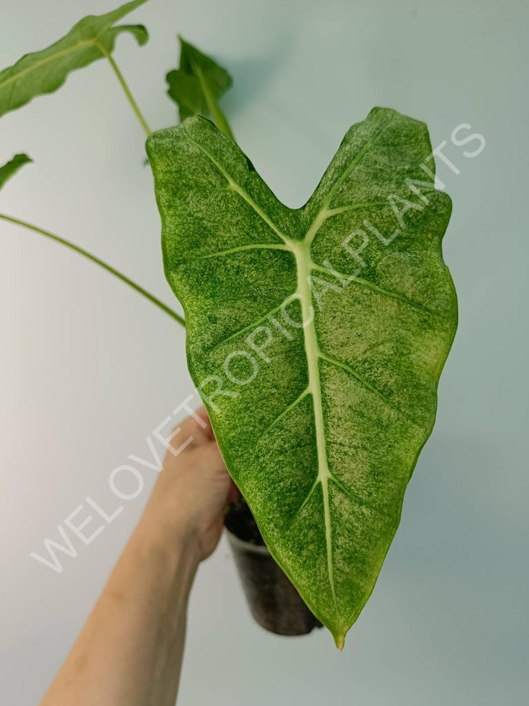 Alocasia micholitziana frydek variegata mint