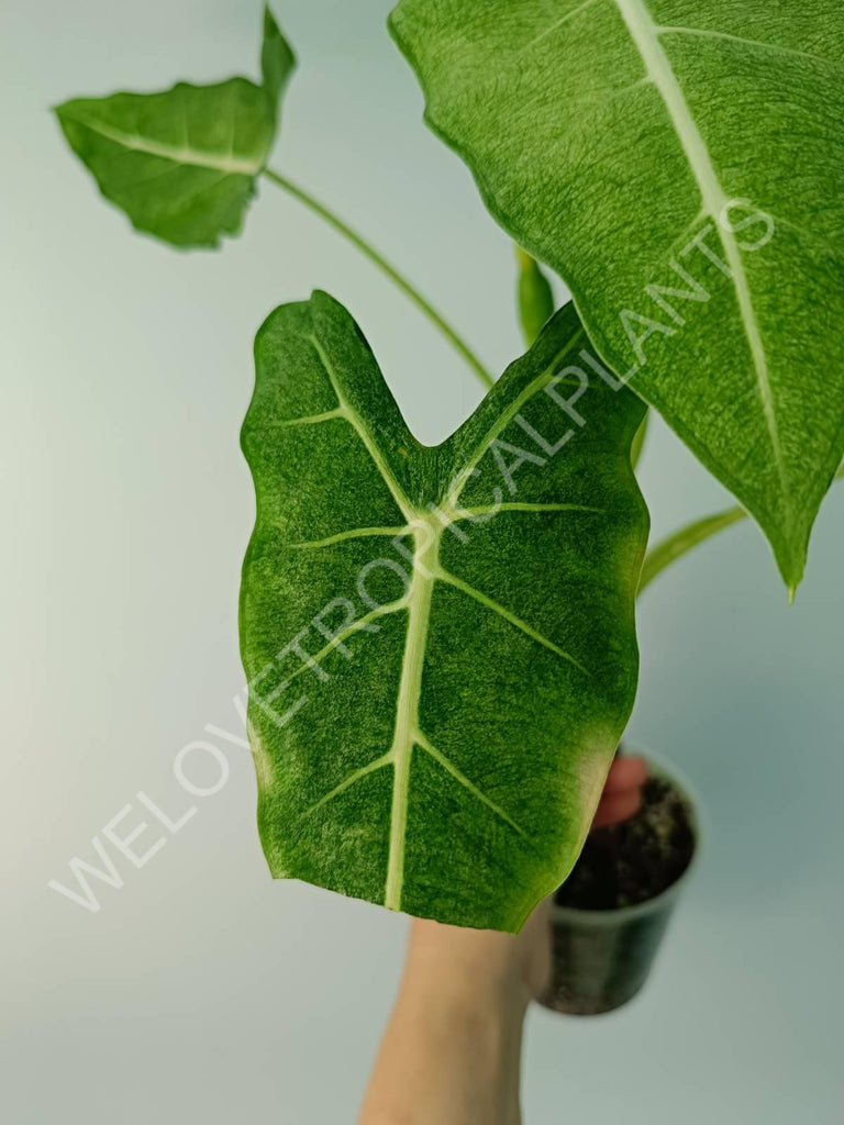 Alocasia micholitziana frydek variegata mint