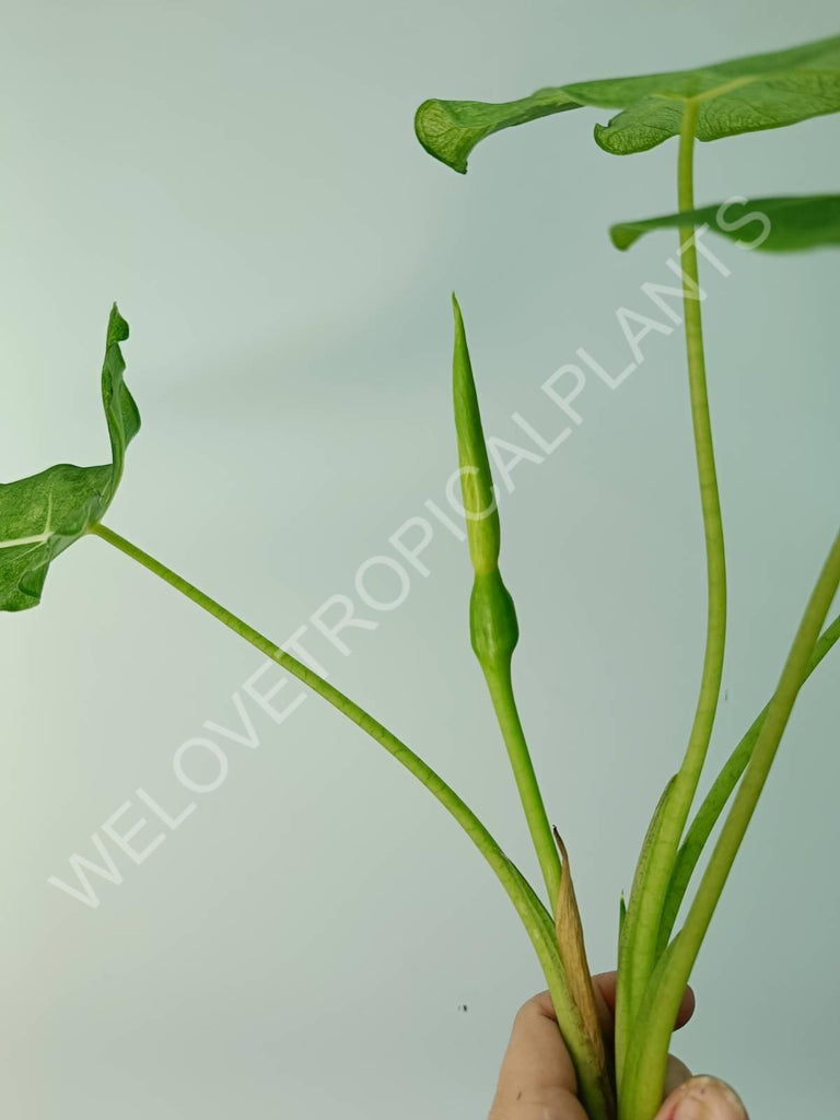 Alocasia micholitziana frydek variegata mint