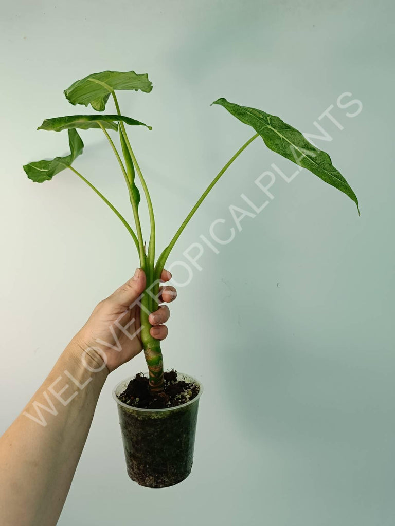 Alocasia micholitziana frydek variegata mint