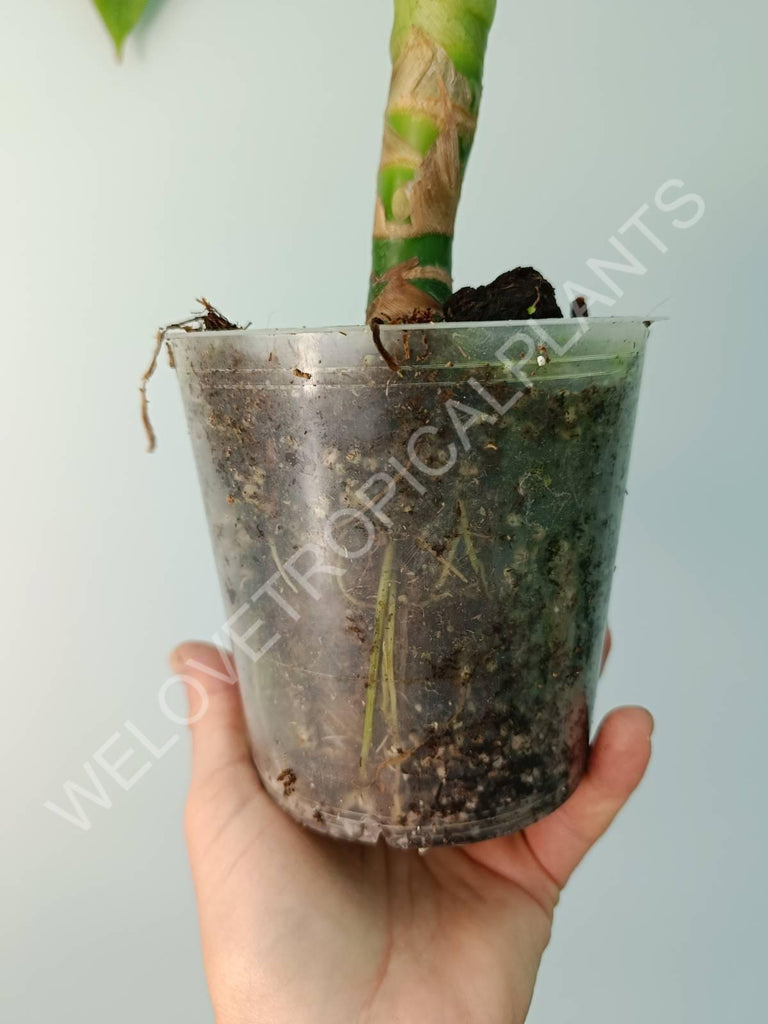 Alocasia micholitziana frydek variegata mint