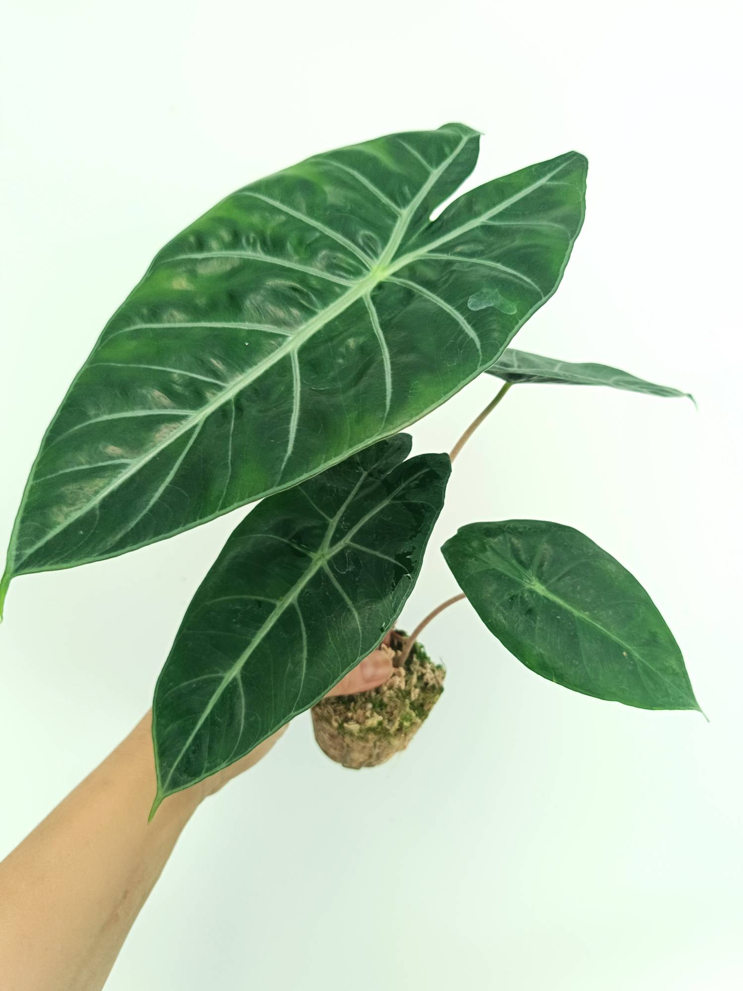 Alocasia Morocco Pink Dragon