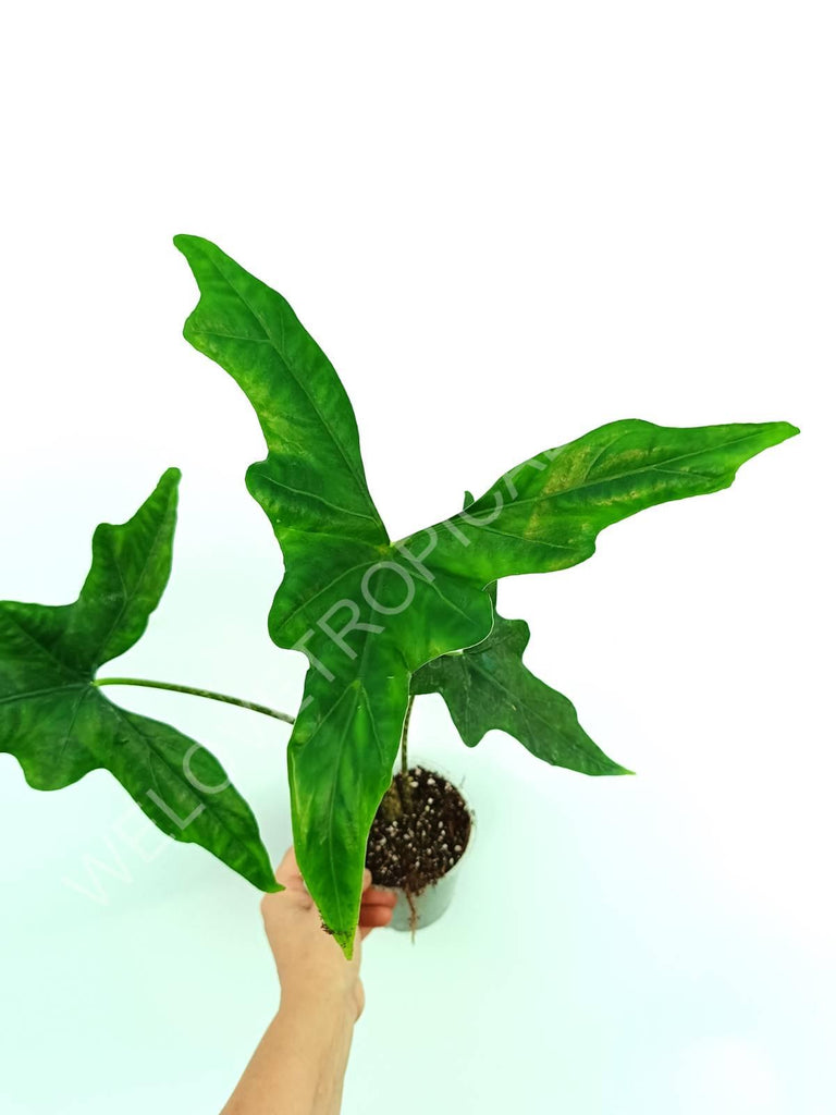 Alocasia nycteris batwing