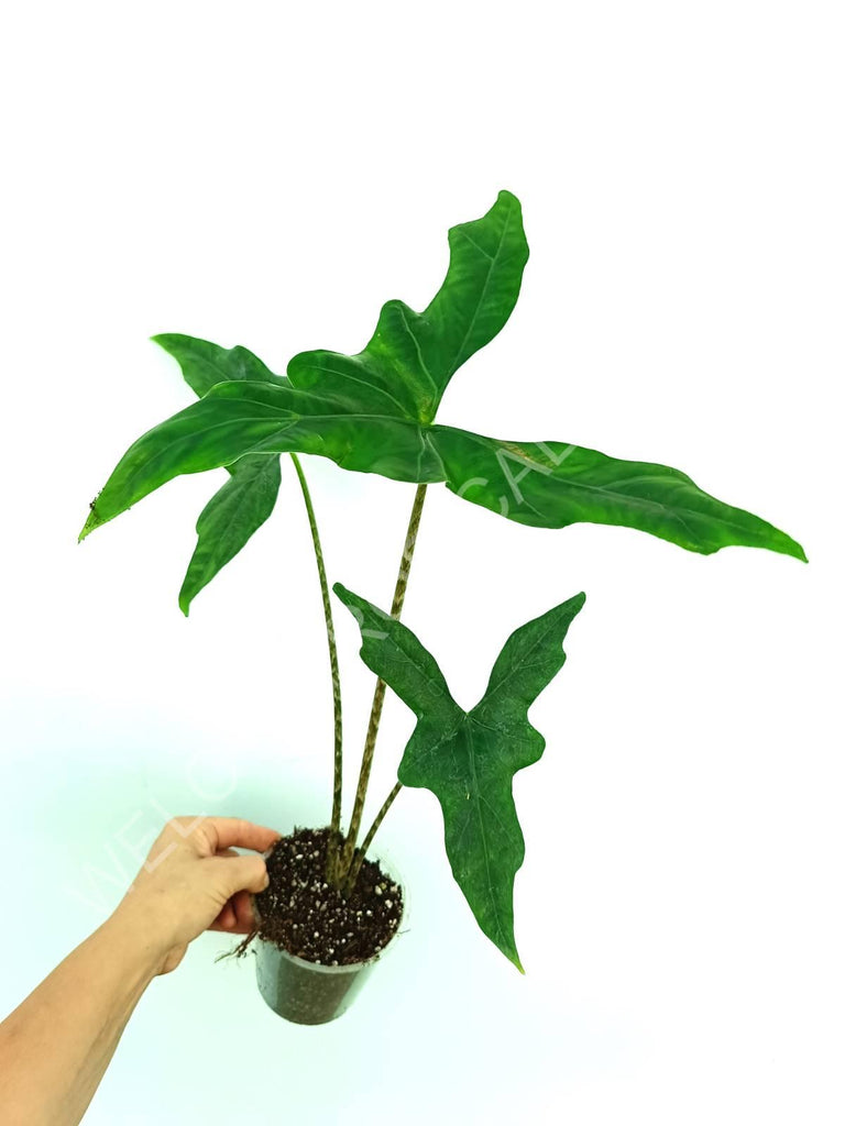 Alocasia nycteris batwing