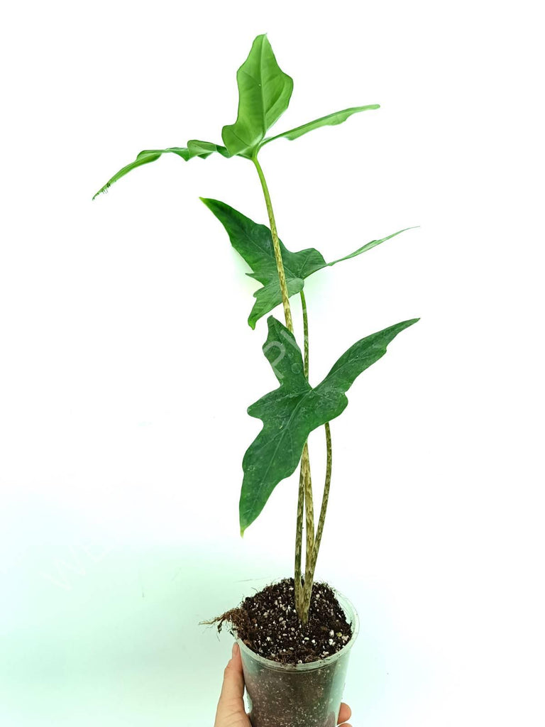 Alocasia nycteris batwing