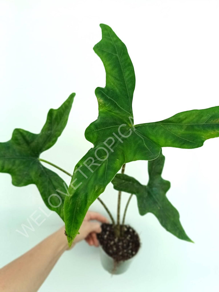 Alocasia nycteris batwing