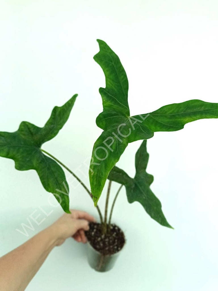 Alocasia nycteris batwing