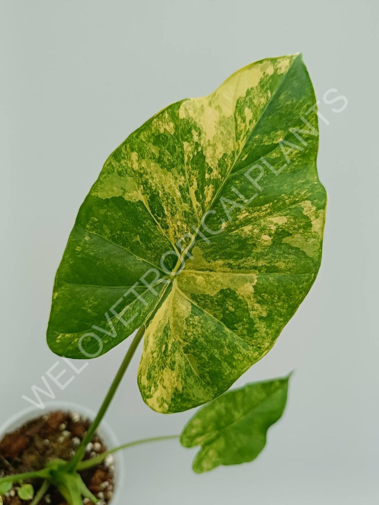 Alocasia odora aurea variegata