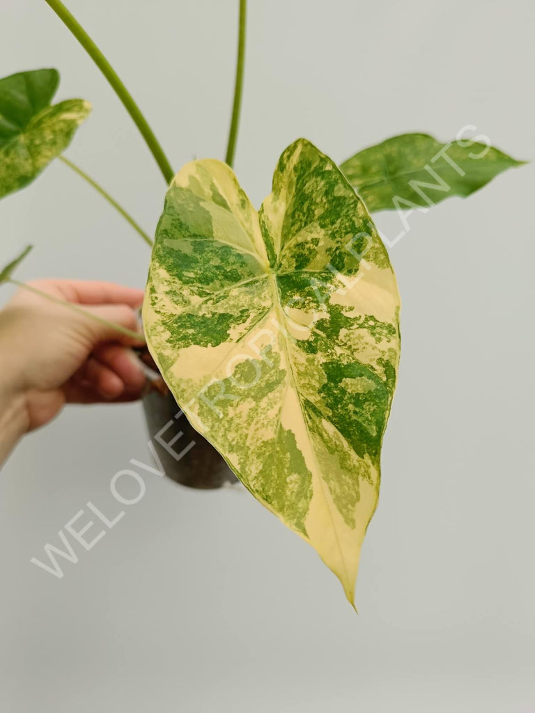 Alocasia odora aurea variegata