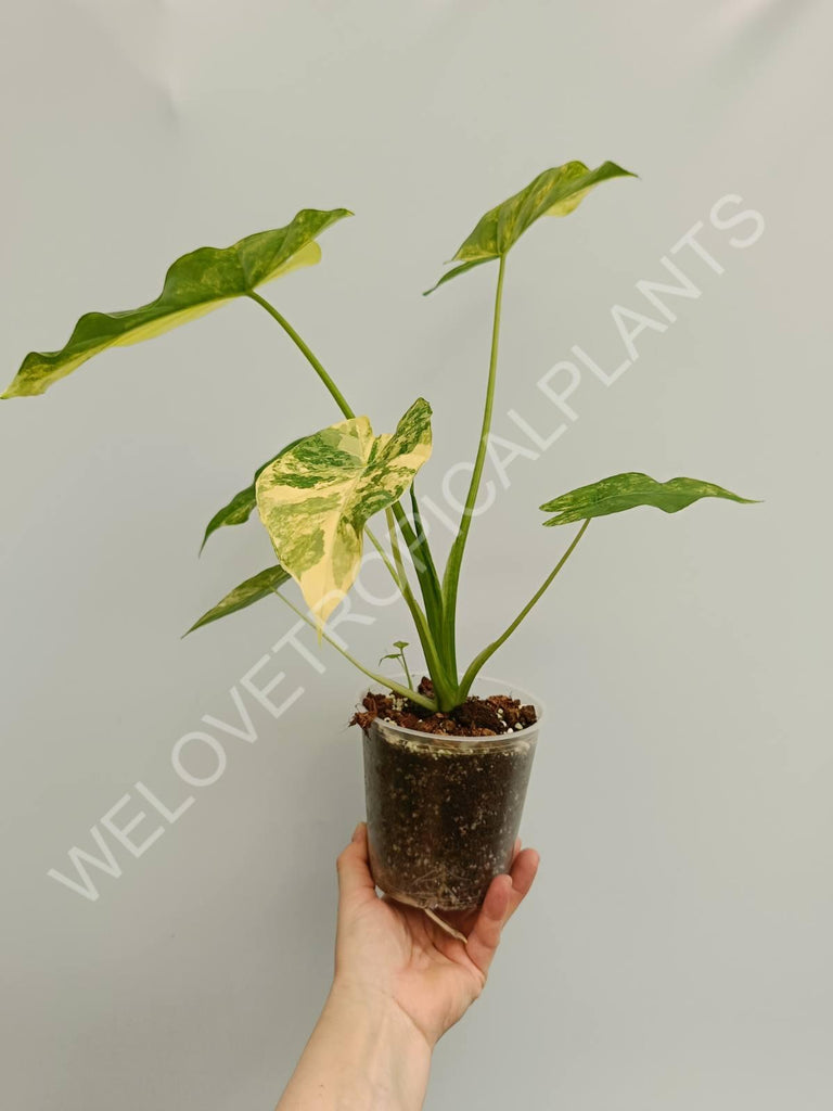 Alocasia odora aurea variegata