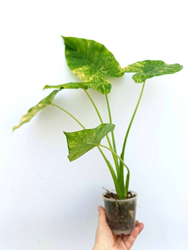 Alocasia odora variegata