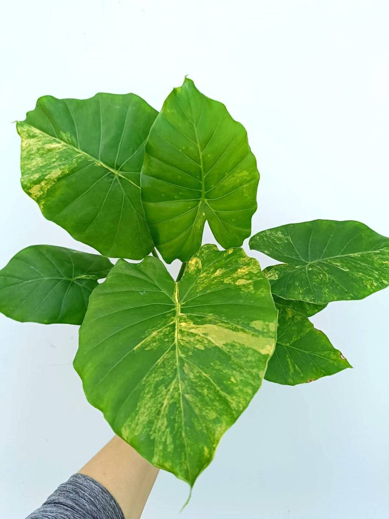 Alocasia odora variegata