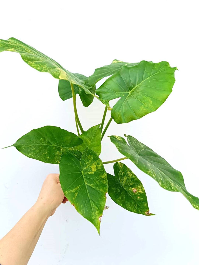 Alocasia odora variegata