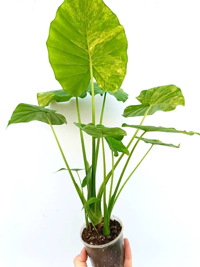 Alocasia odora variegata