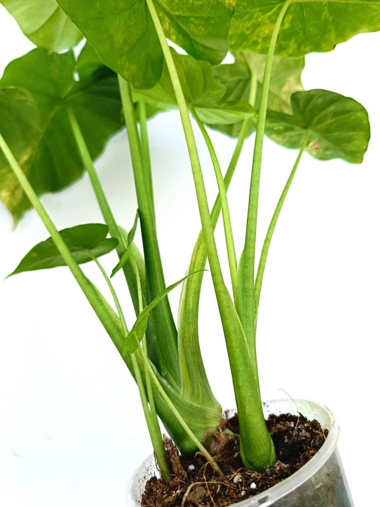 Alocasia odora variegata