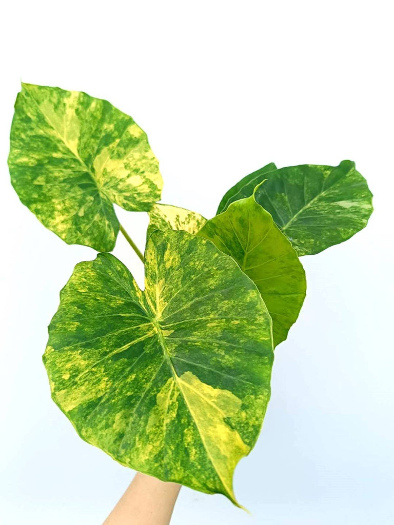 Alocasia odora variegata