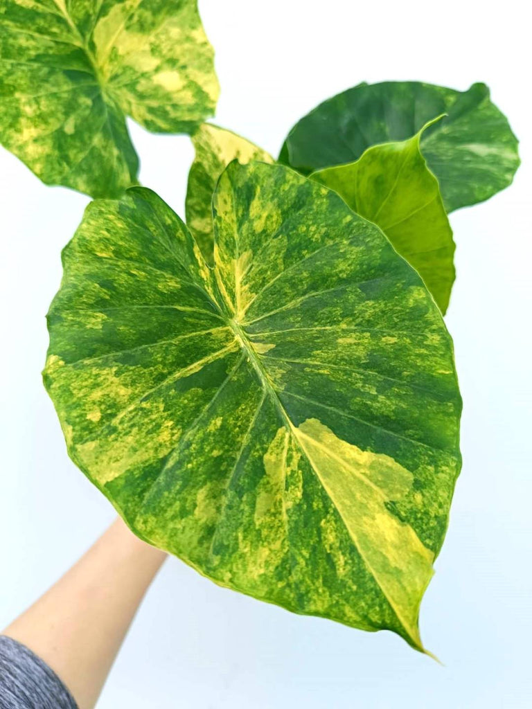 Alocasia odora variegata