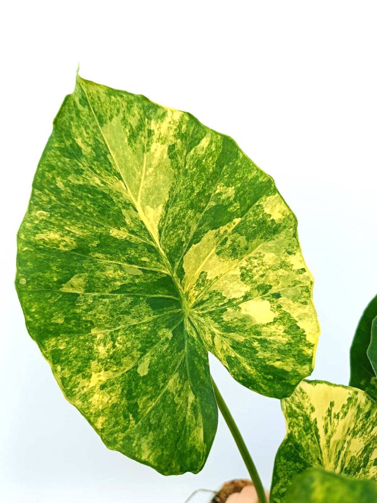 Alocasia odora variegata