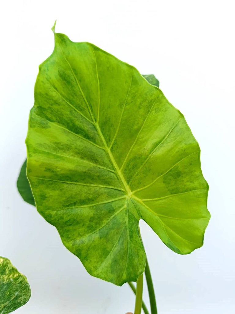 Alocasia odora variegata