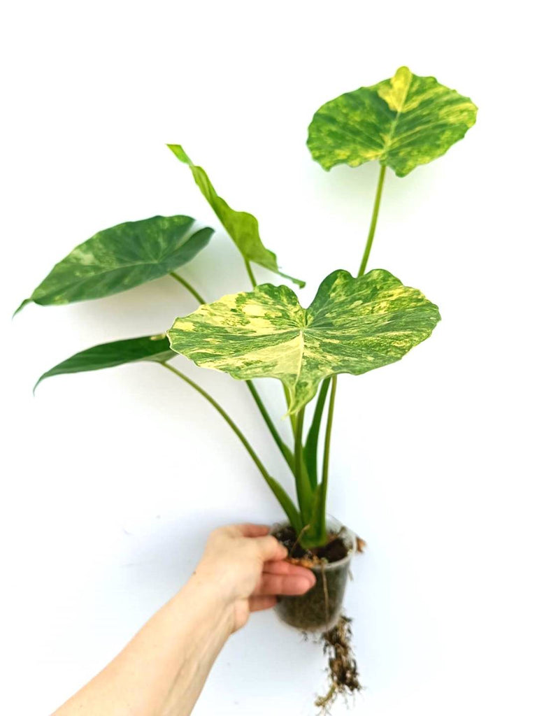 Alocasia odora variegata