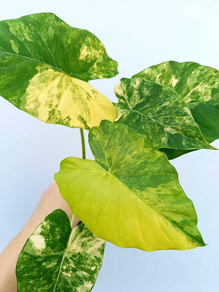 Alocasia odora variegata