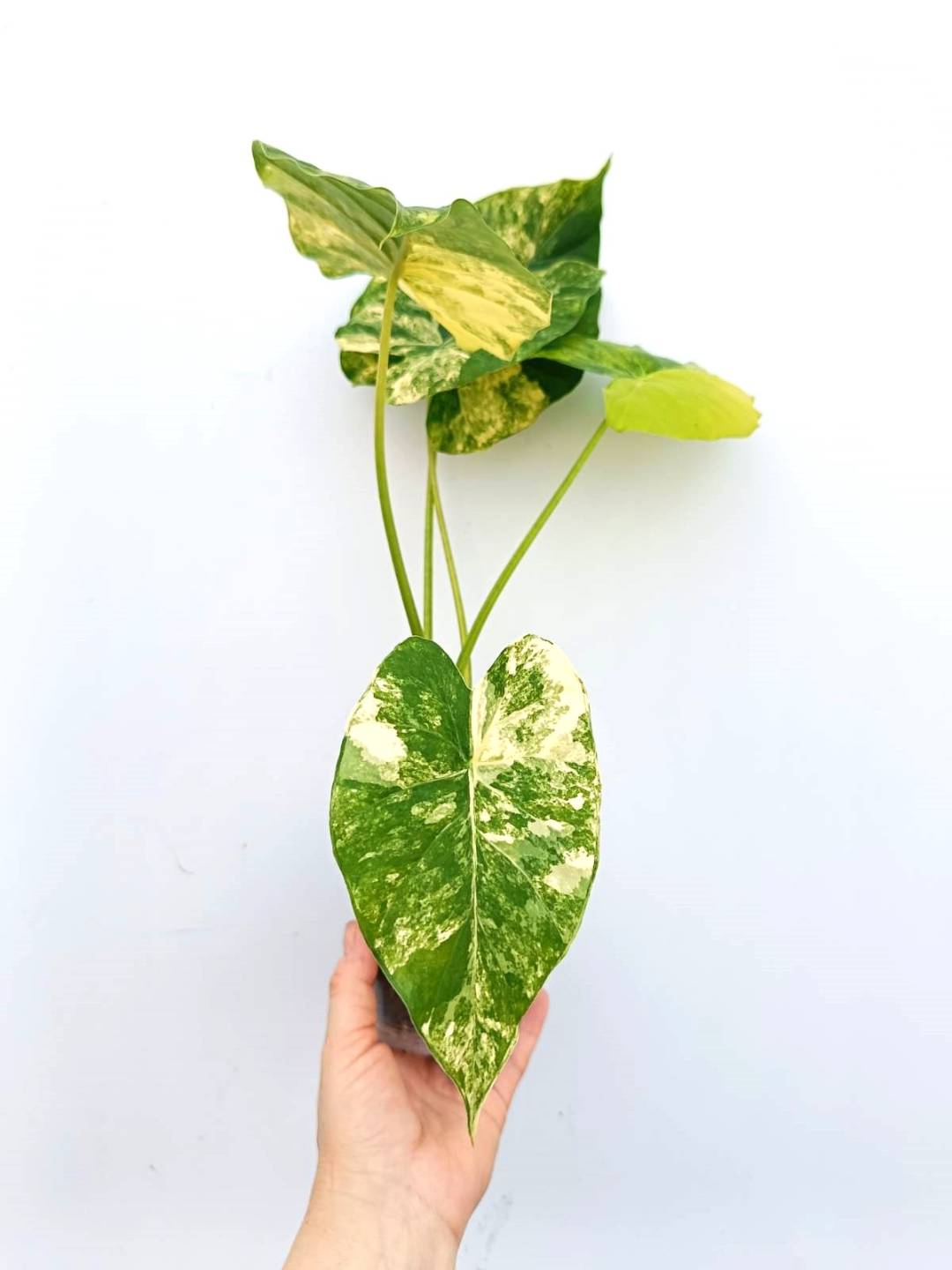 Alocasia odora variegata