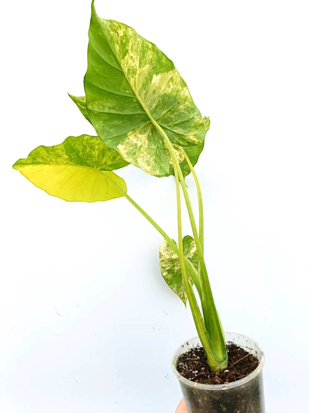 Alocasia odora variegata