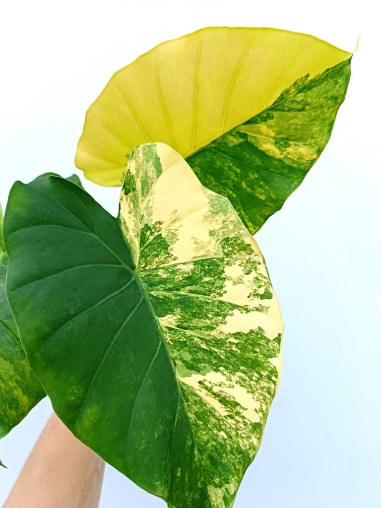 Alocasia odora variegata