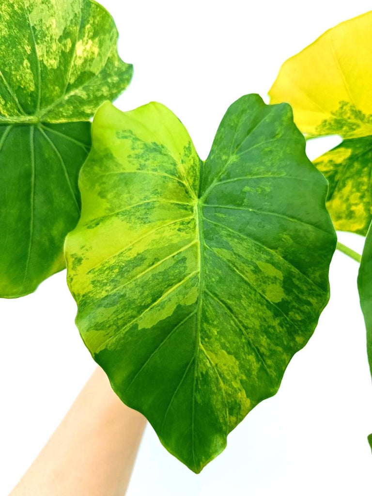 Alocasia odora variegata