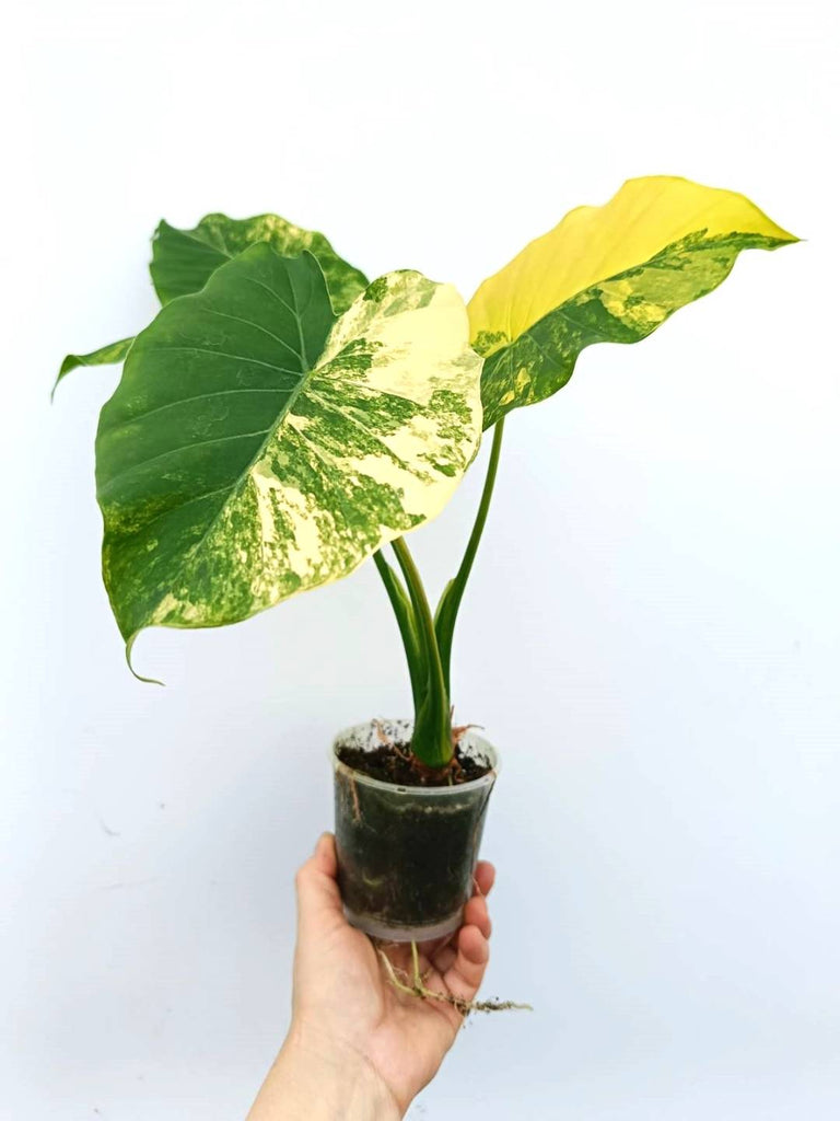 Alocasia odora variegata